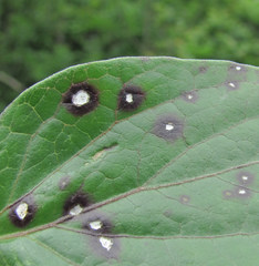 Ascochyta asclepiadearum