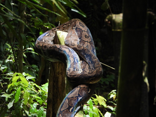Reticulated Python