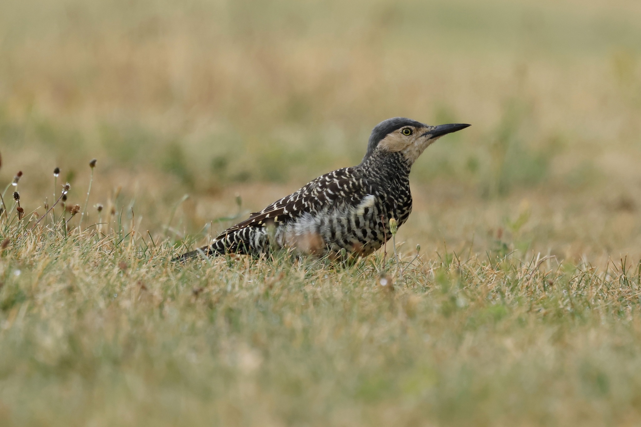 Chilean Flicker (Colaptes pitius), photo 10