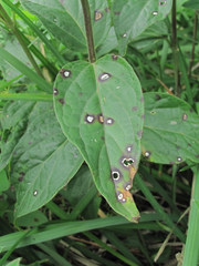 Ascochyta asclepiadearum