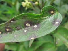 Ascochyta asclepiadearum