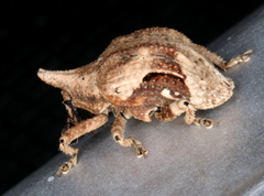 Oemethylus triangularis