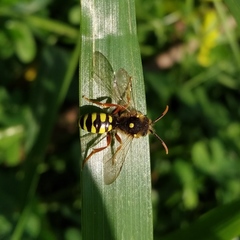 Nomada nobilis