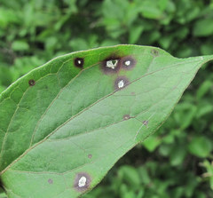 Ascochyta asclepiadearum