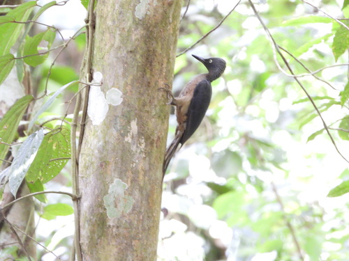 Ashy Woodpecker (Mulleripicus fulvus), photo 2