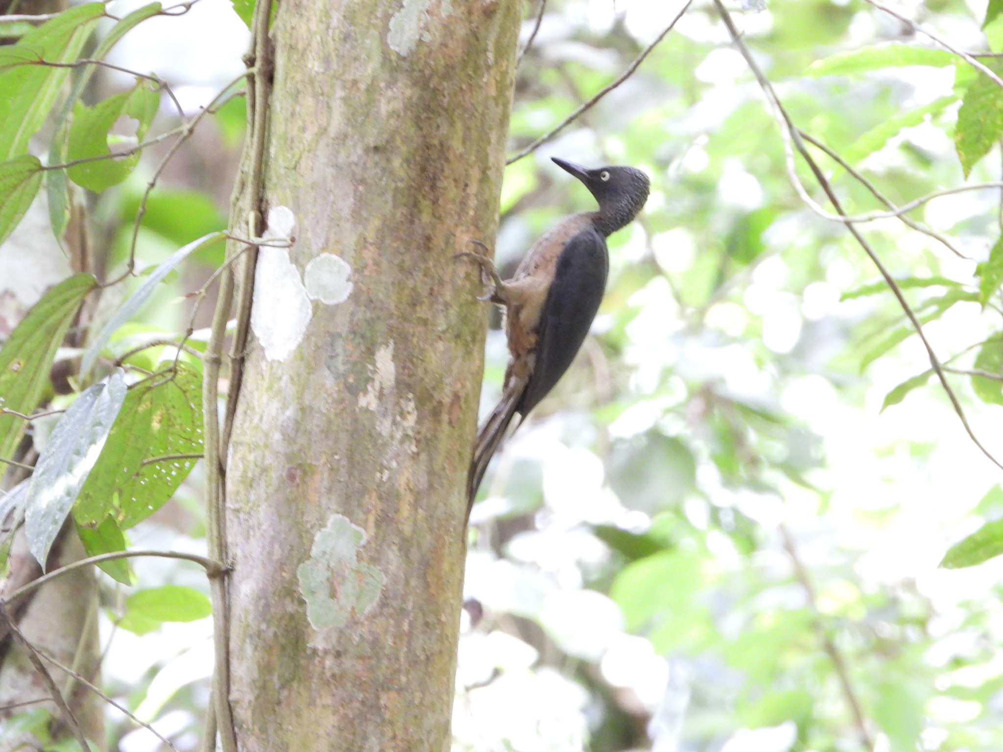 Ashy Woodpecker (Mulleripicus fulvus), photo 2