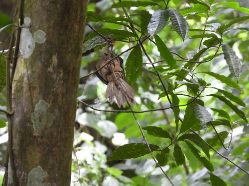 Ashy Woodpecker (Mulleripicus fulvus), photo 8