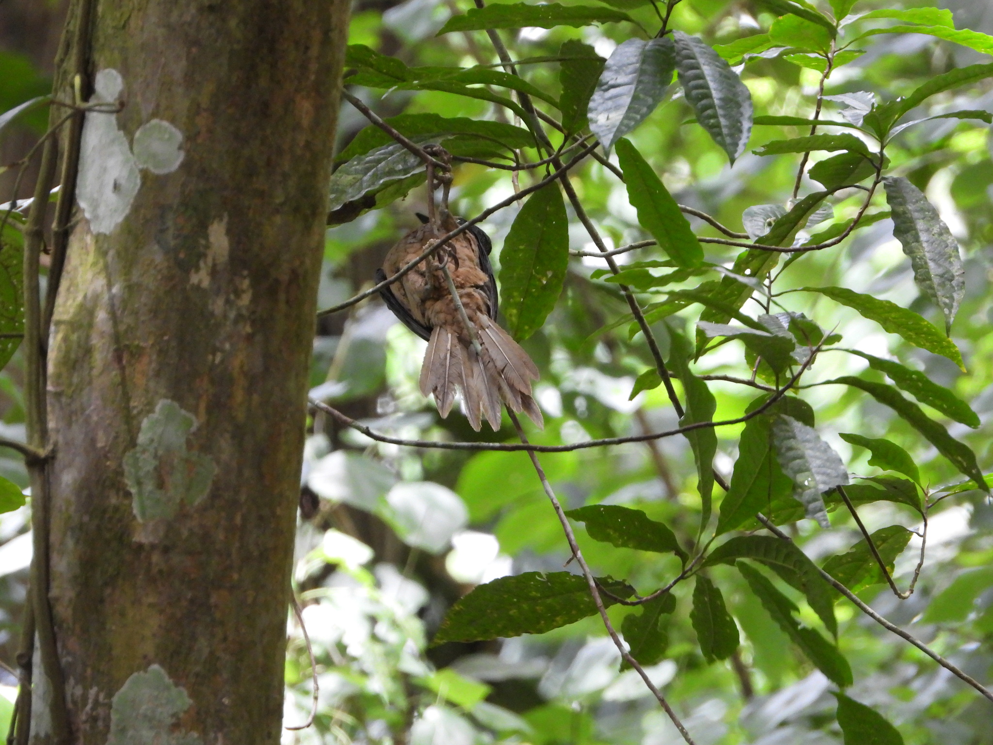 Ashy Woodpecker (Mulleripicus fulvus), photo 9