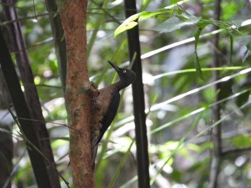 Ashy Woodpecker (Mulleripicus fulvus), photo 9