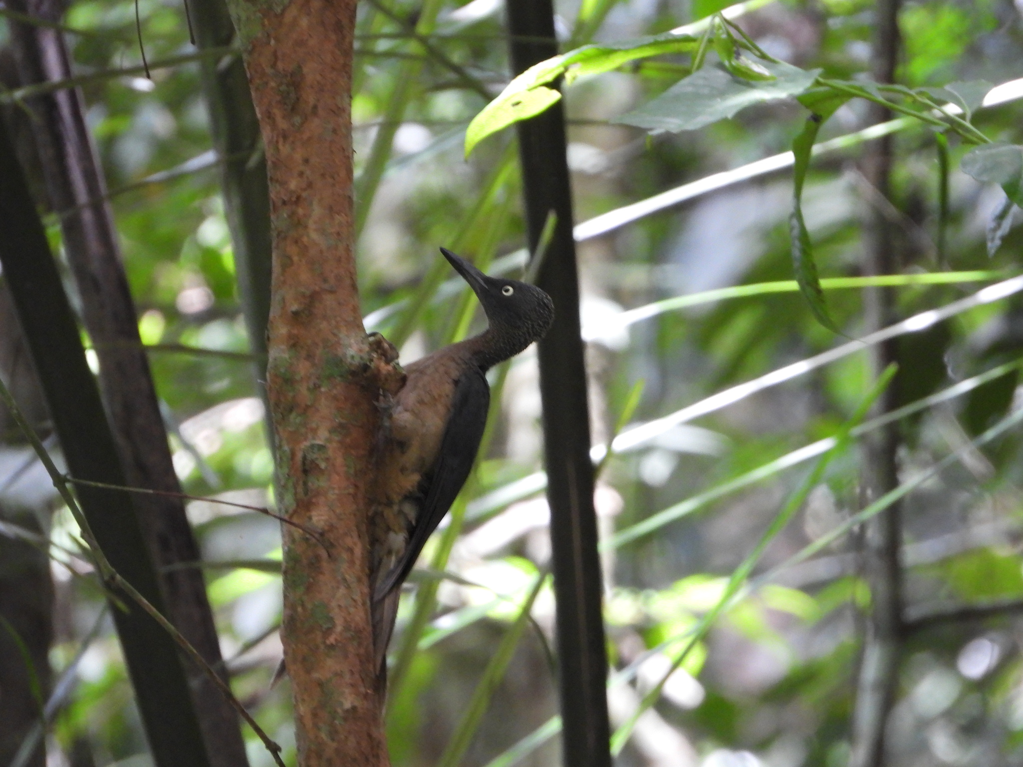 Ashy Woodpecker (Mulleripicus fulvus), photo 10