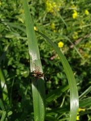 Nomada nobilis