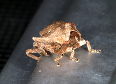 Oemethylus triangularis