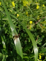 Nomada nobilis