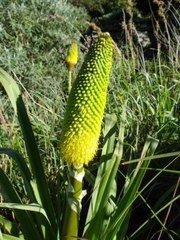 Kniphofia linearifolia