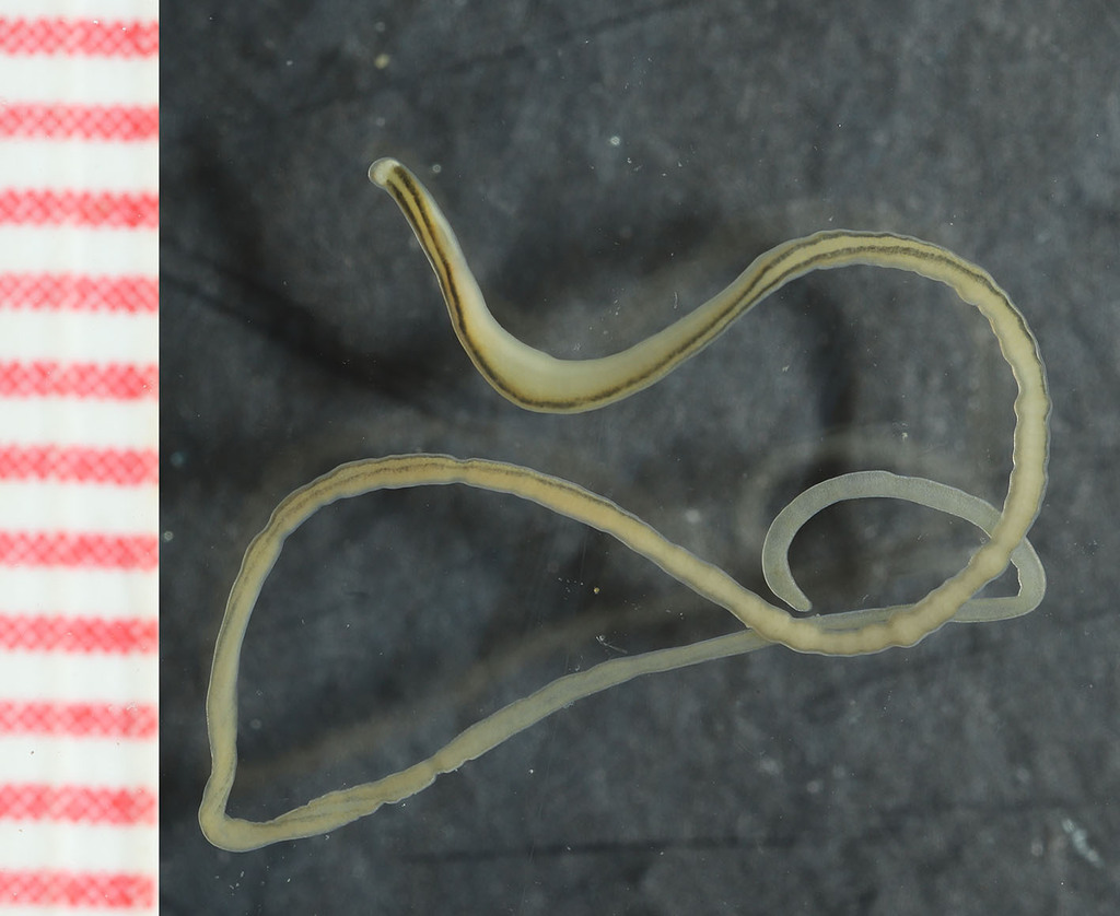 Lineus binigrilinearis