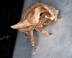 Oemethylus triangularis