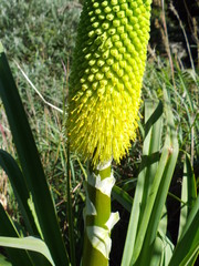 Kniphofia linearifolia
