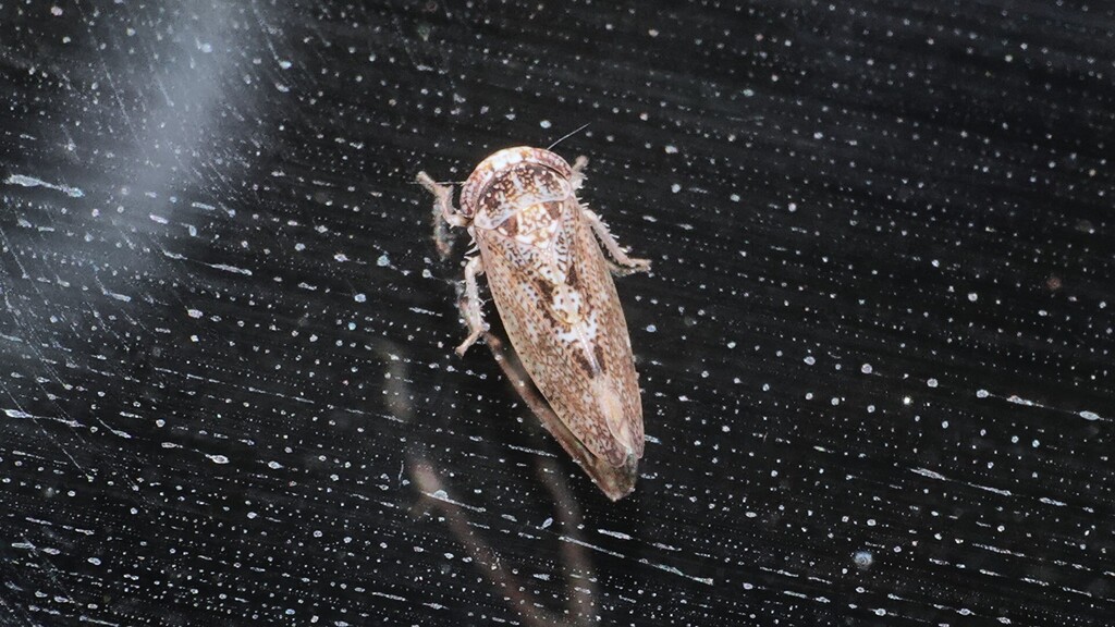 Libengaia bharatiensis