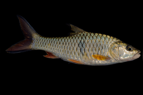 Hampala barb (Hampala macrolepidota) — Cyprinidae — 2