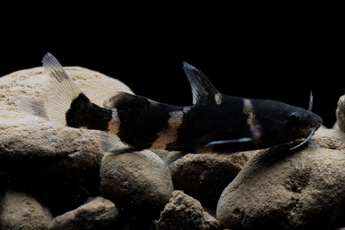 Asian bumblebee catfish (Pseudomystus siamensis) — Bagridae