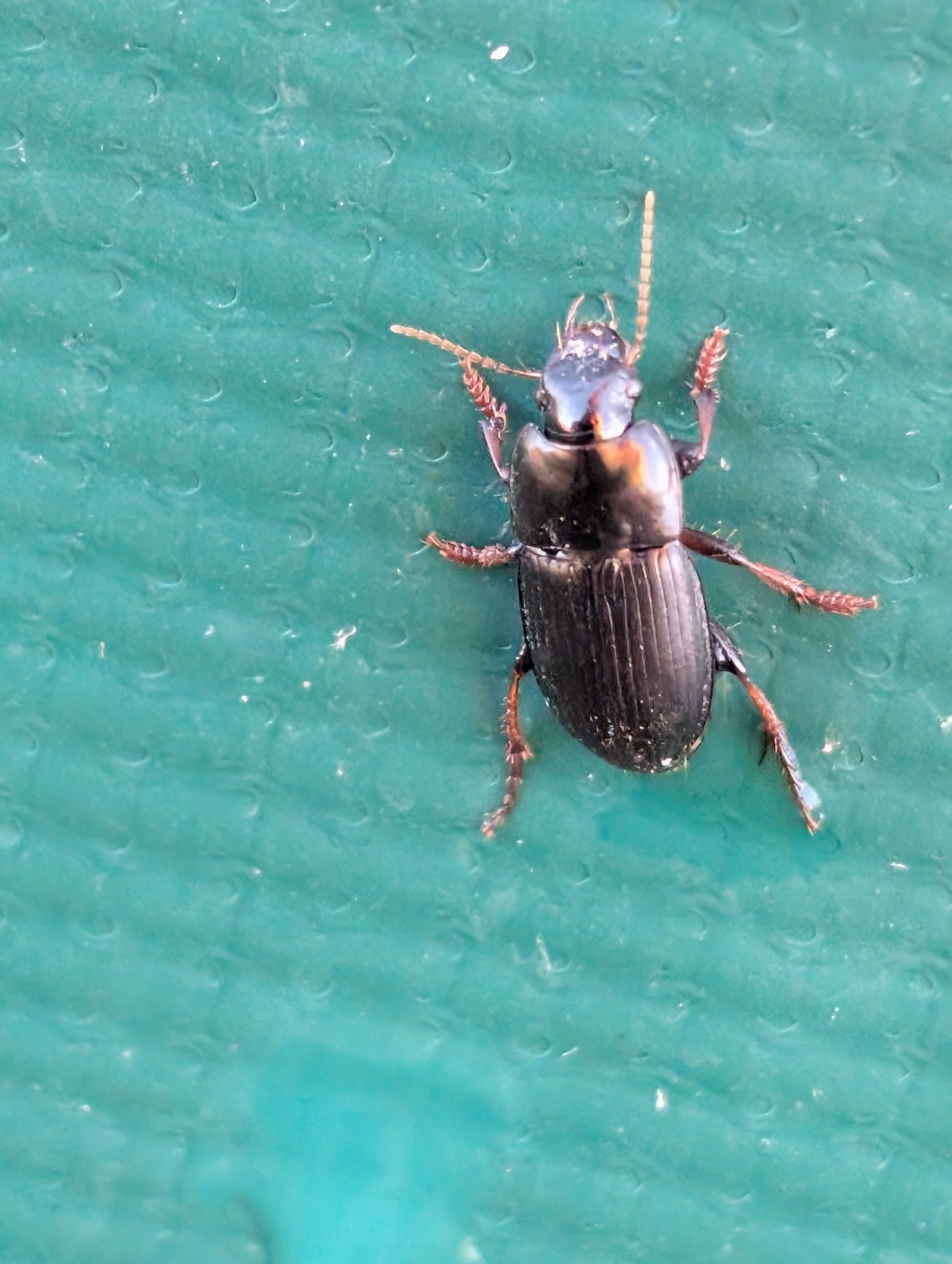 Harpalus tardus