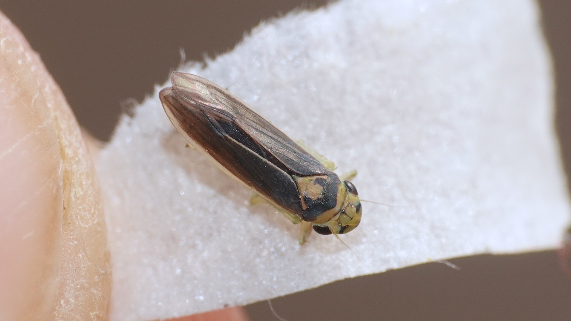 Kolla paulula | Insect Vectors of Plant Disease