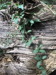 Bignonieae