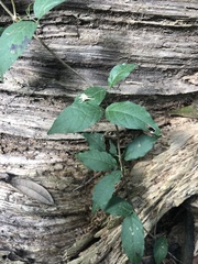 Bignonieae