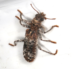 Metademius floccosus