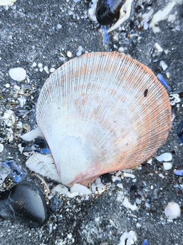 Chlamys islandica