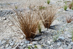 Carex petriei