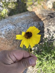 Encelia asperifolia