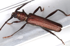 Xystrocera virescens