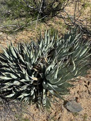 Agave deserti