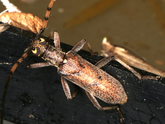 Didymocantha obliqua