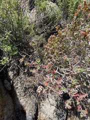 Euphorbia tomentulosa