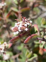 Euphorbia tomentulosa