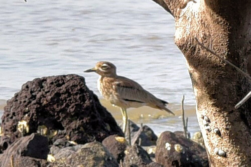 Senegal Thick-knee
