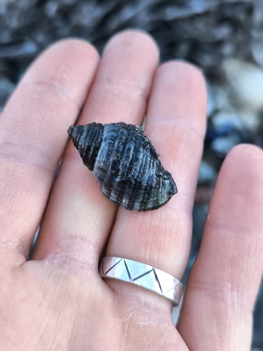 Nucella lapillus