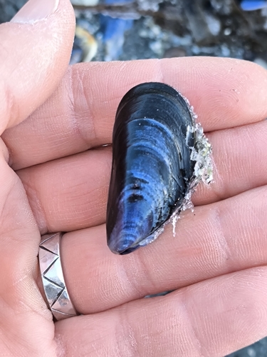 Mytilus edulis