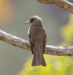 Contopus hispaniolensis