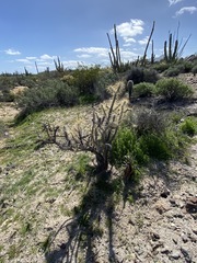 Cylindropuntia molesta molesta