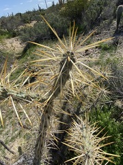 Cylindropuntia molesta molesta