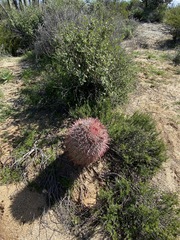 Ferocactus gracilis coloratus