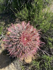 Ferocactus gracilis coloratus