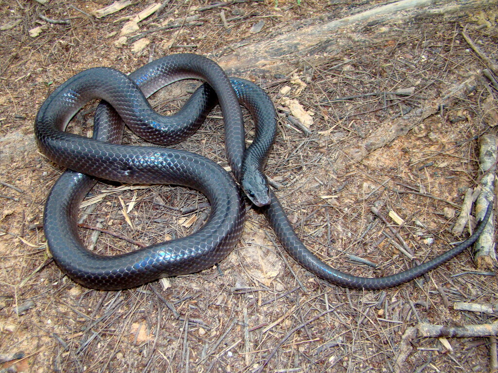 Black False Boa