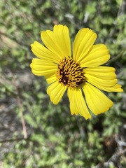 Encelia asperifolia