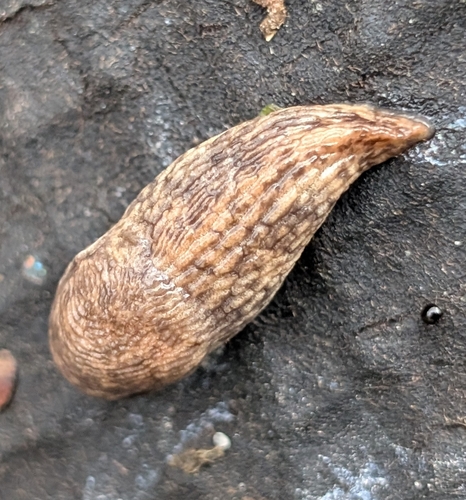 Deroceras reticulatum
