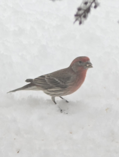 House Finch