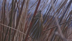 Argyrophenga janitae